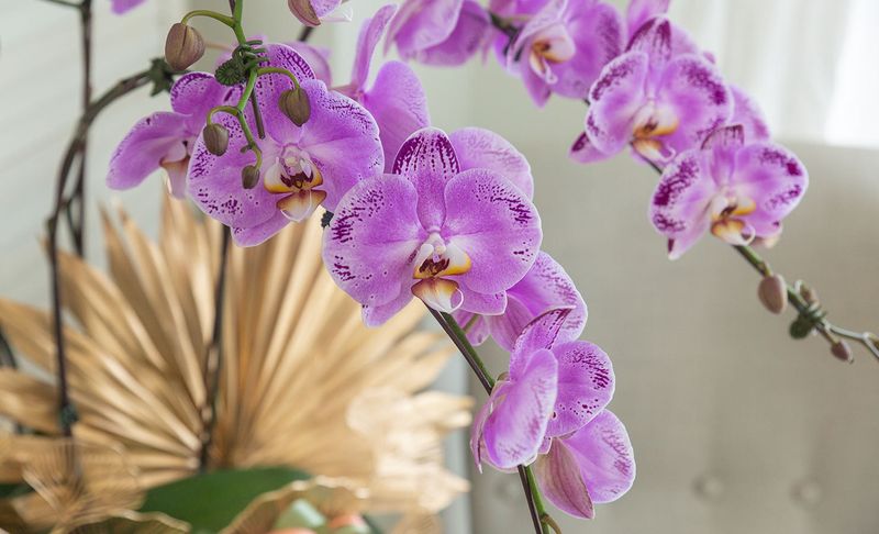 Orchids