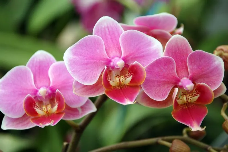 Orchids