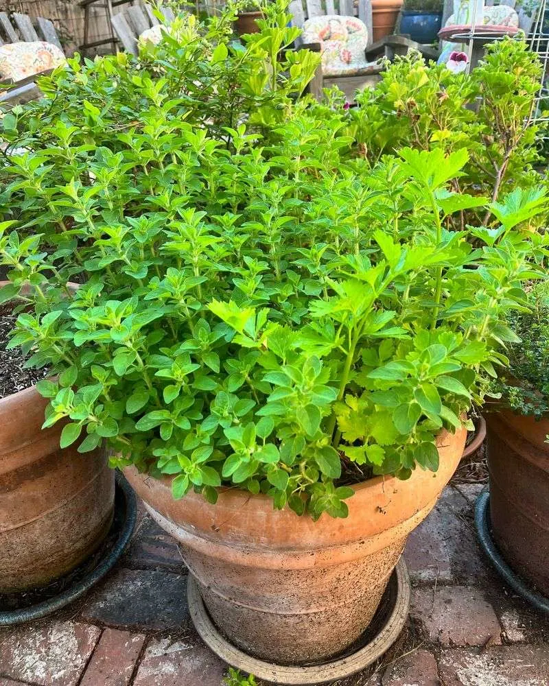 Oregano