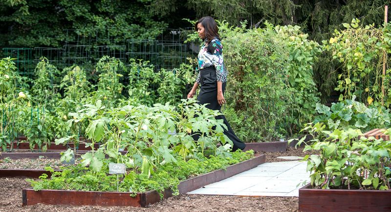 Organic Vegetable Patch