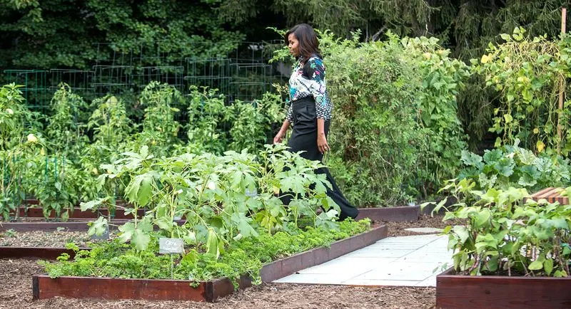 Organic Vegetable Patch