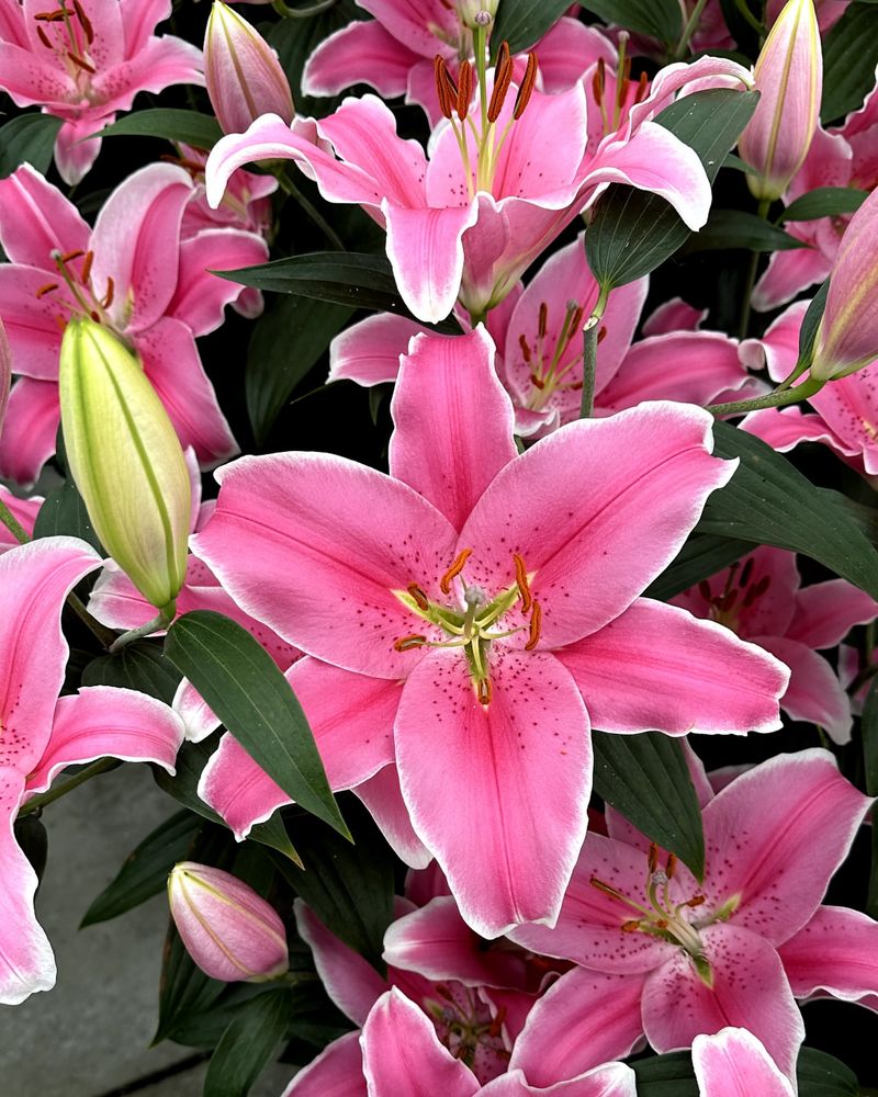 Oriental Lily