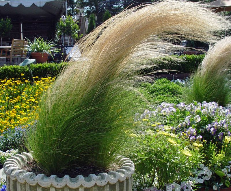 Ornamental Grasses