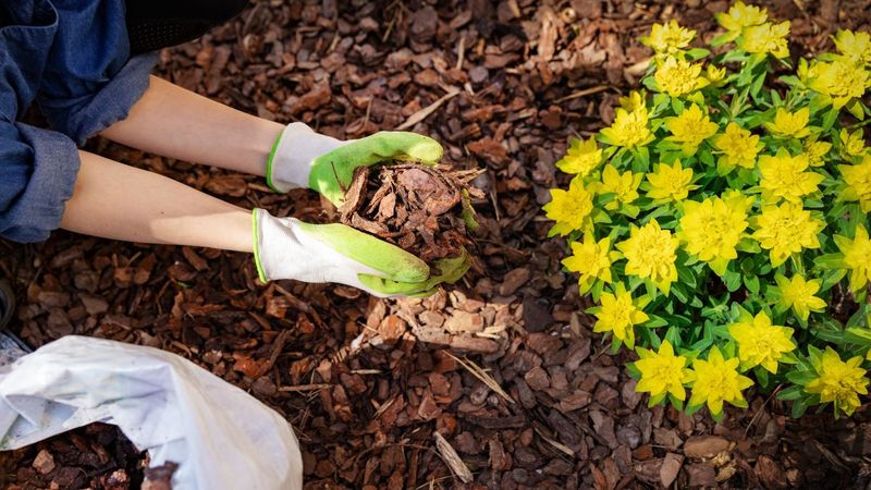 Overlooking Mulching Benefits