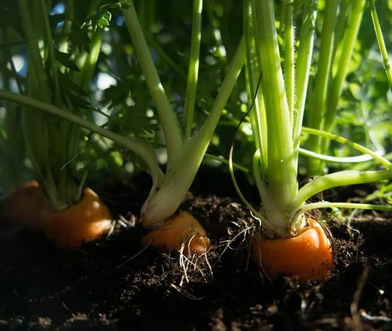 Overlooking Soil pH Levels