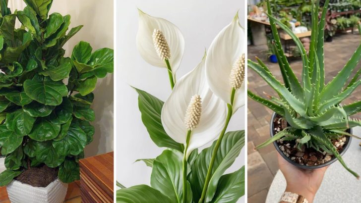 Overwatering Can Be Fatal for These 11 Beautiful Houseplants