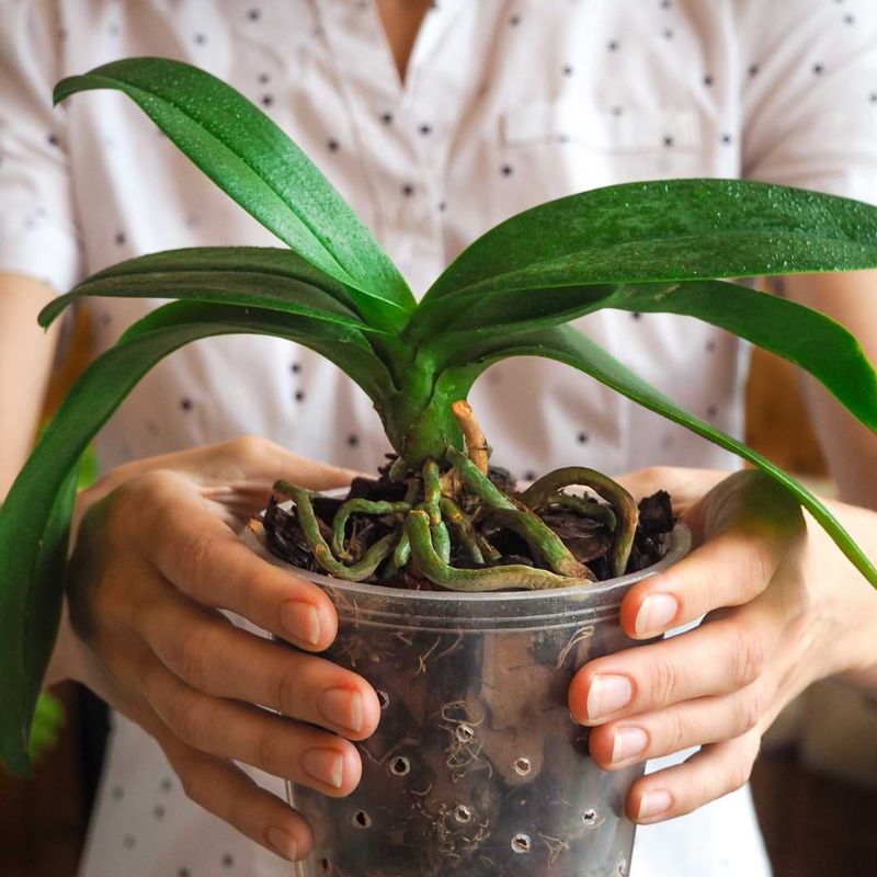 Overwatering Orchids