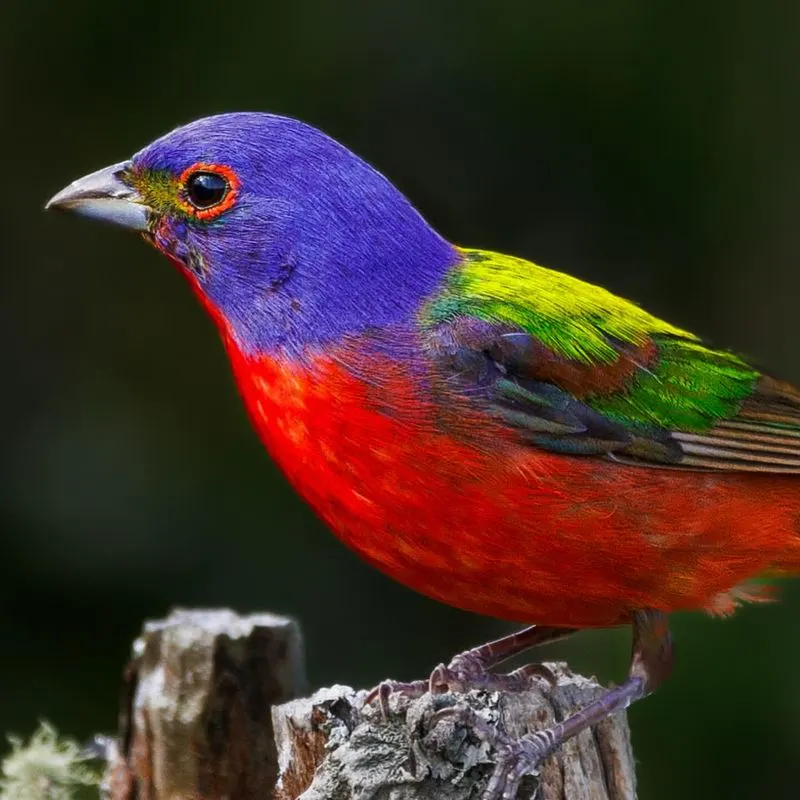 Painted Bunting