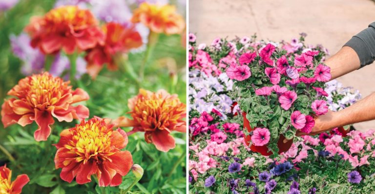 Pair Zinnias with These 13 Flowers for a Colorful, Pollinator-Friendly Garden