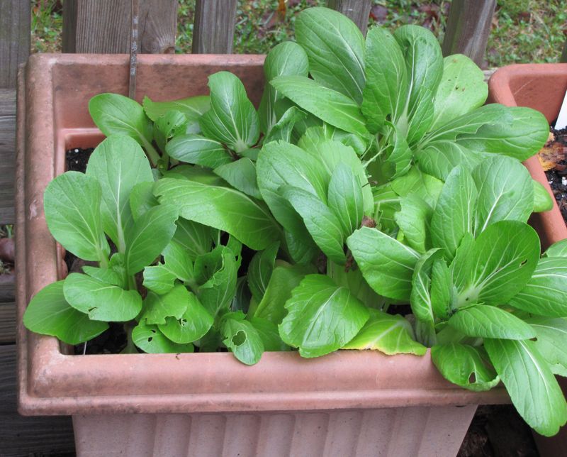 Pak Choi