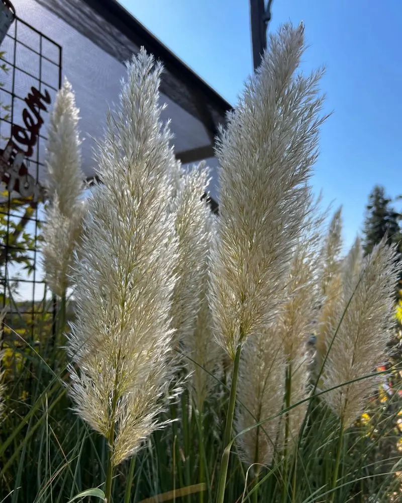 Pampas Grass