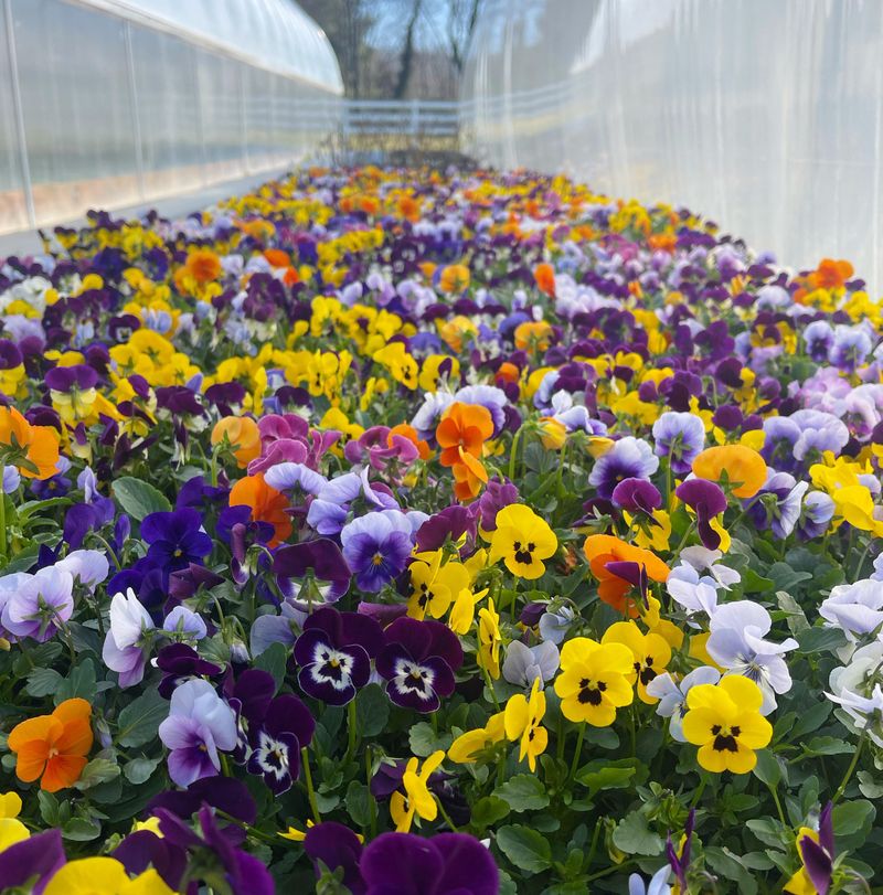 Pansies