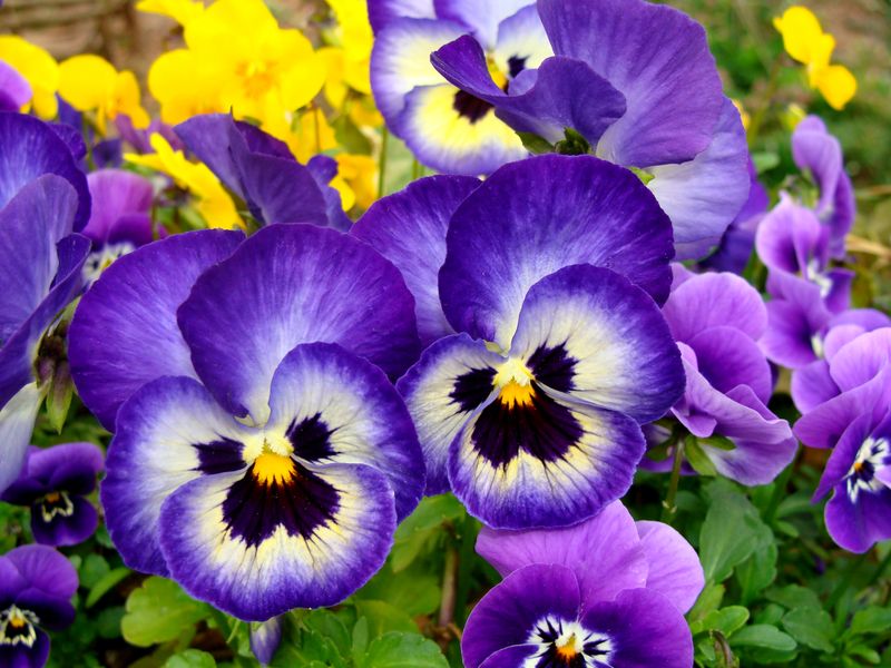 Pansies