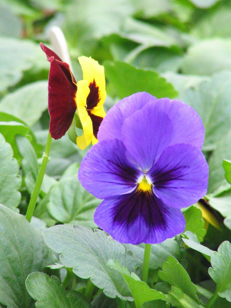 Pansies