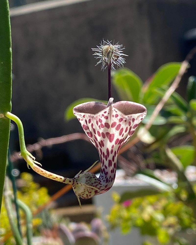 Parachute Plant (Ceropegia woodii)