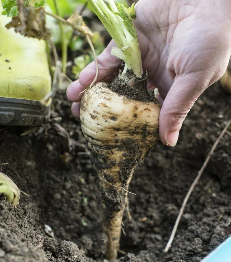 Parsnips