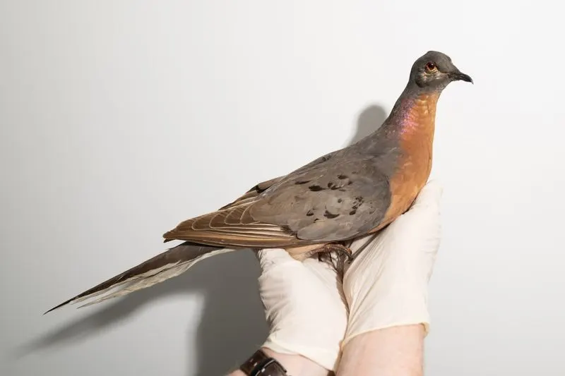 Passenger Pigeon