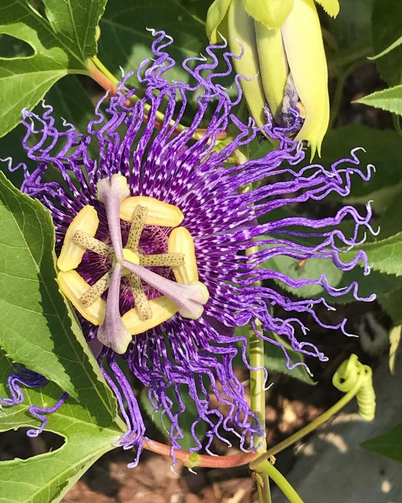 Passionflower