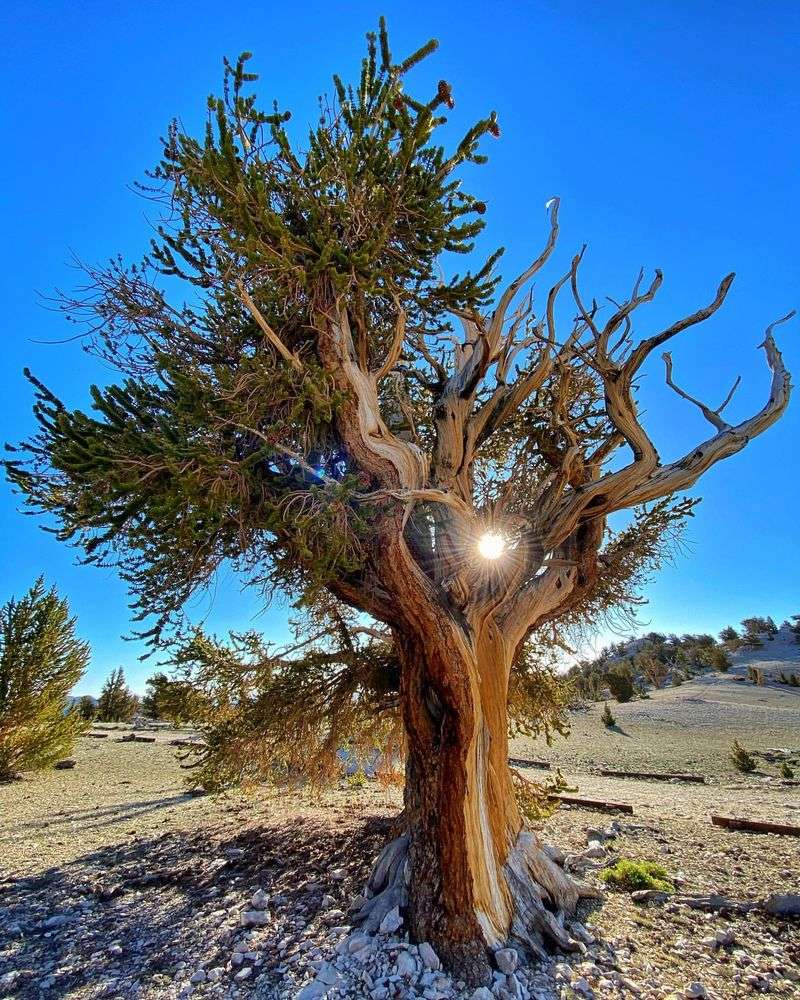 Patriarch Tree