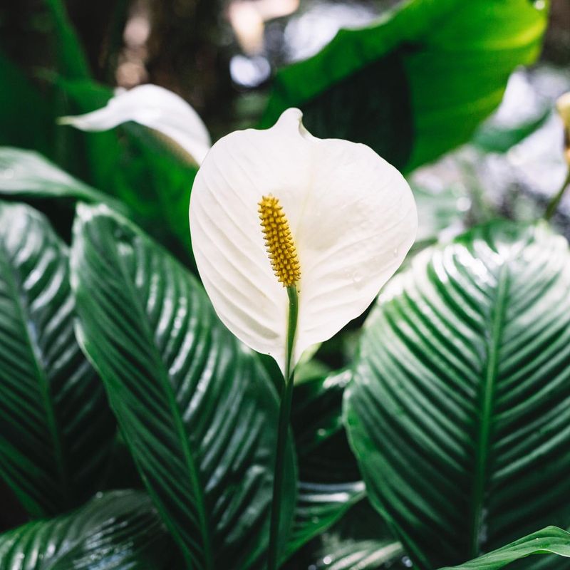 Peace Lily