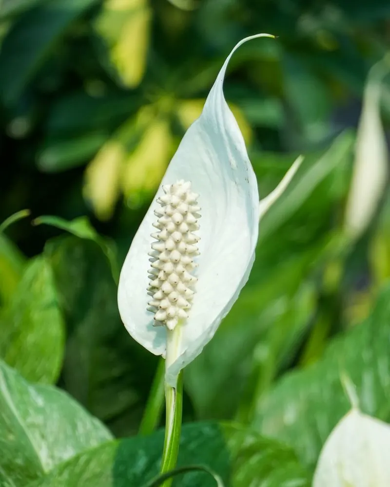 Peace Lily