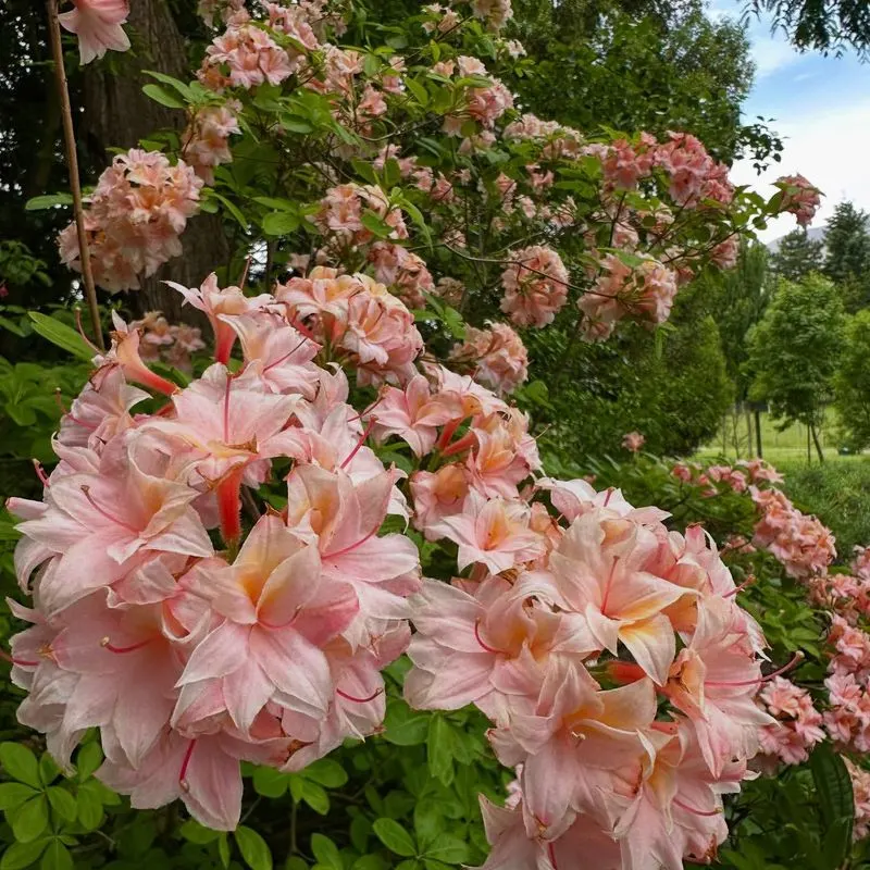 Peach Blossom Azalea