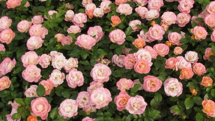 10 Dreamy Peach-Colored Flowers That Are Perfect for Your Yard