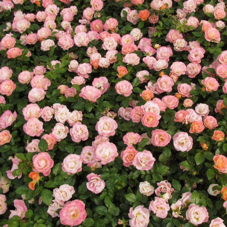10 Dreamy Peach-Colored Flowers That Are Perfect for Your Yard