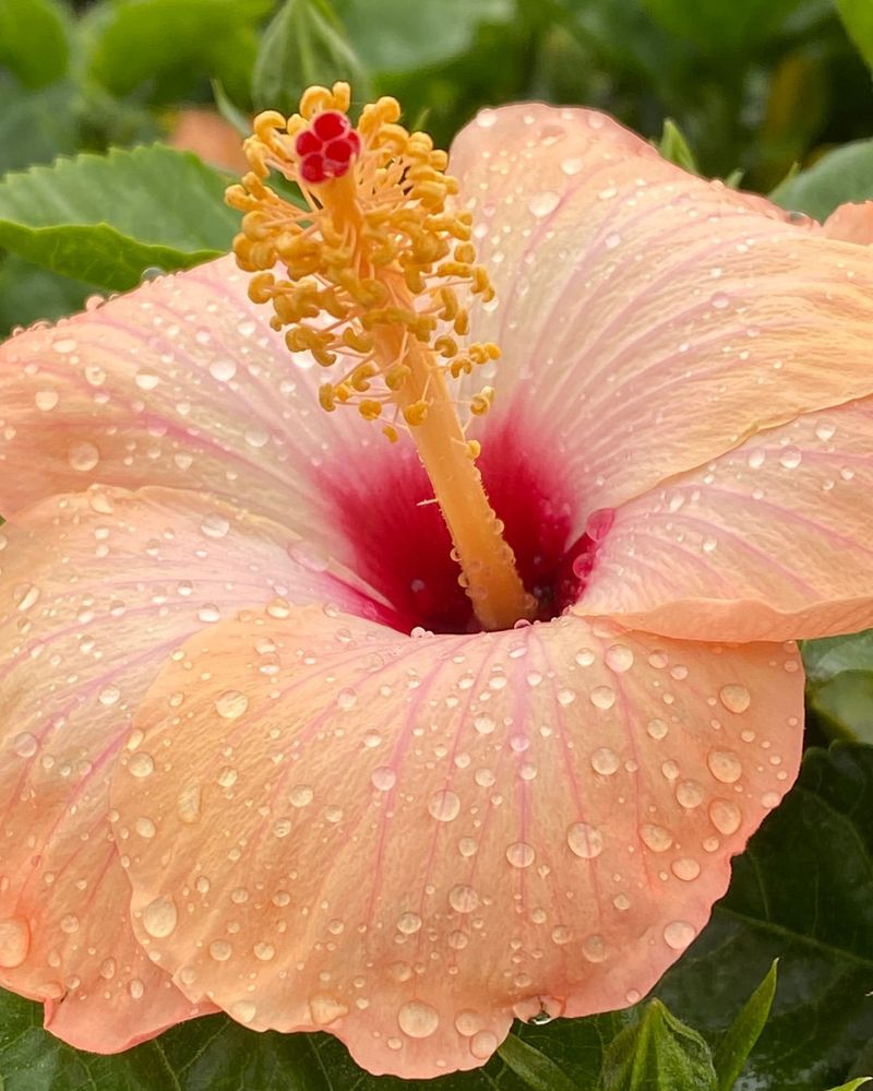 Peach Hibiscus