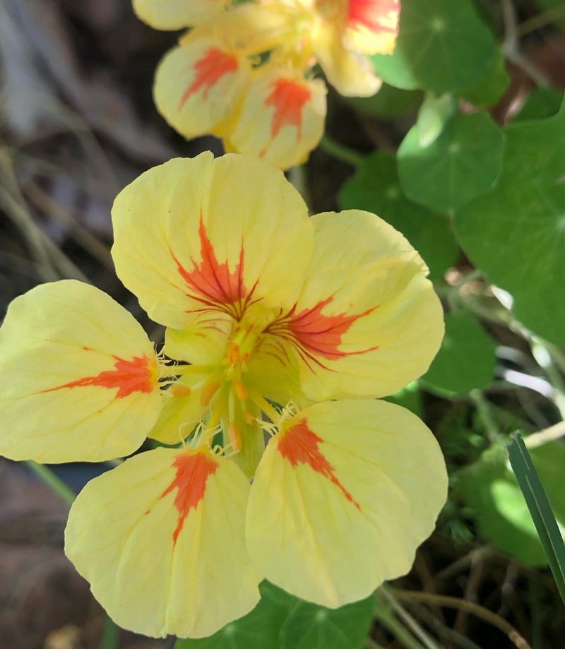 Peach Melba Nasturtium