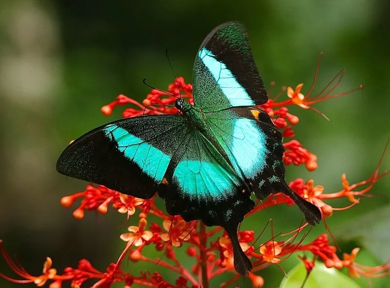 Peacock Butterfly