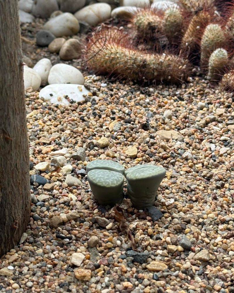 Pebble Plant