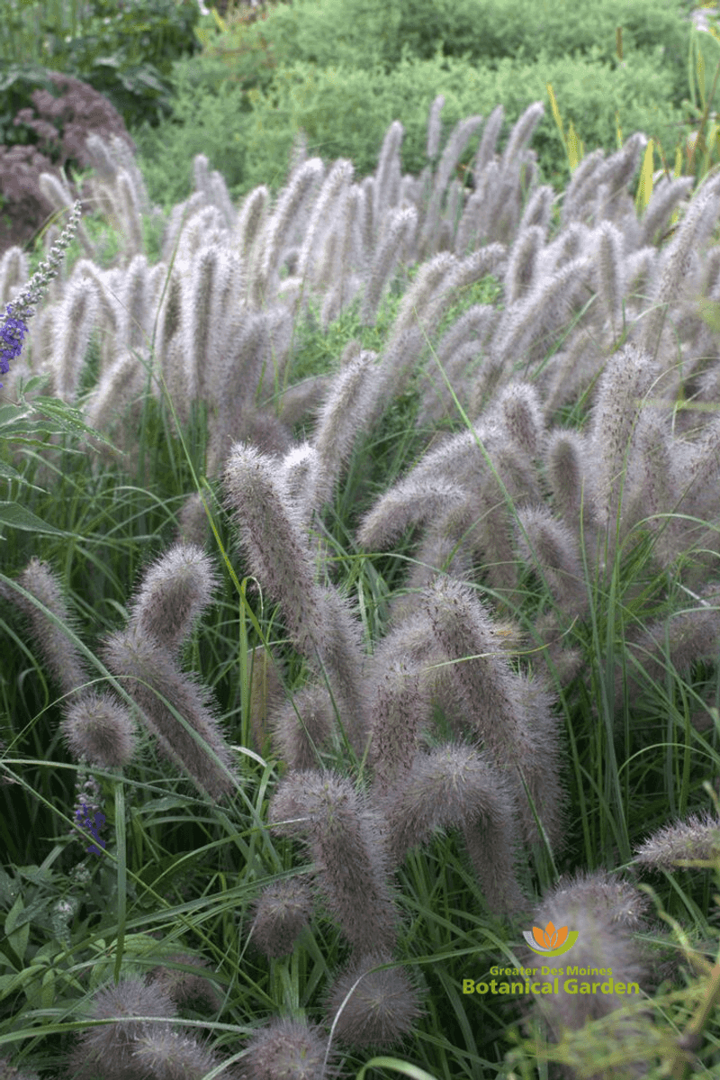 Pennisetum alopecuroides