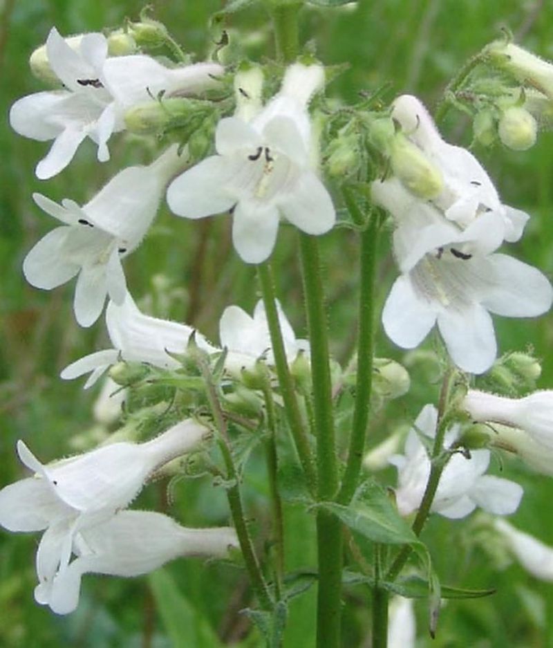 Penstemon