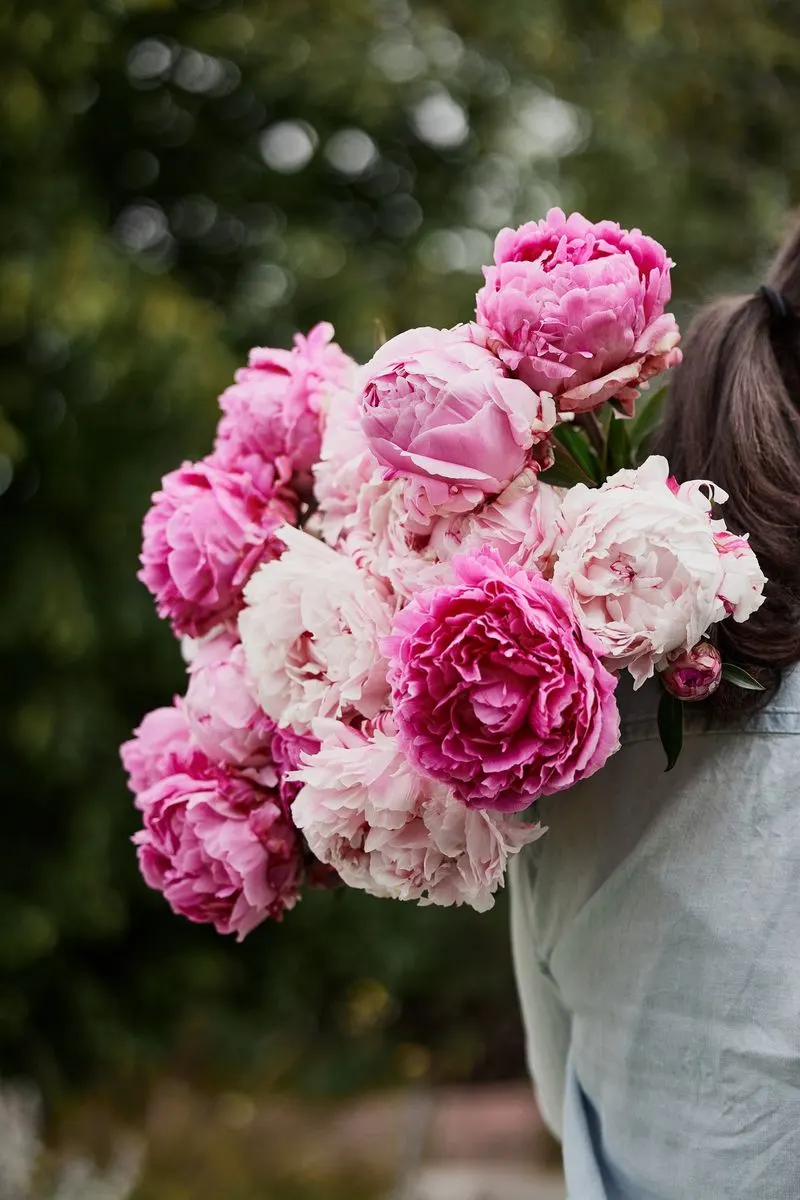 Peonies