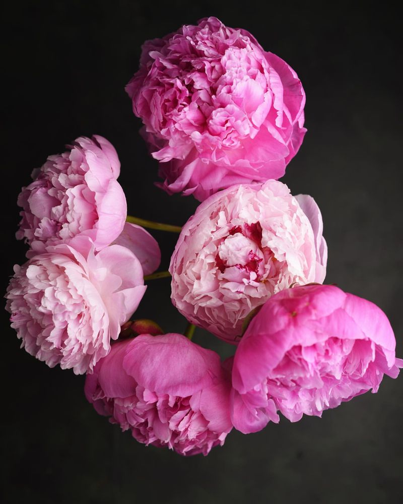 Peonies