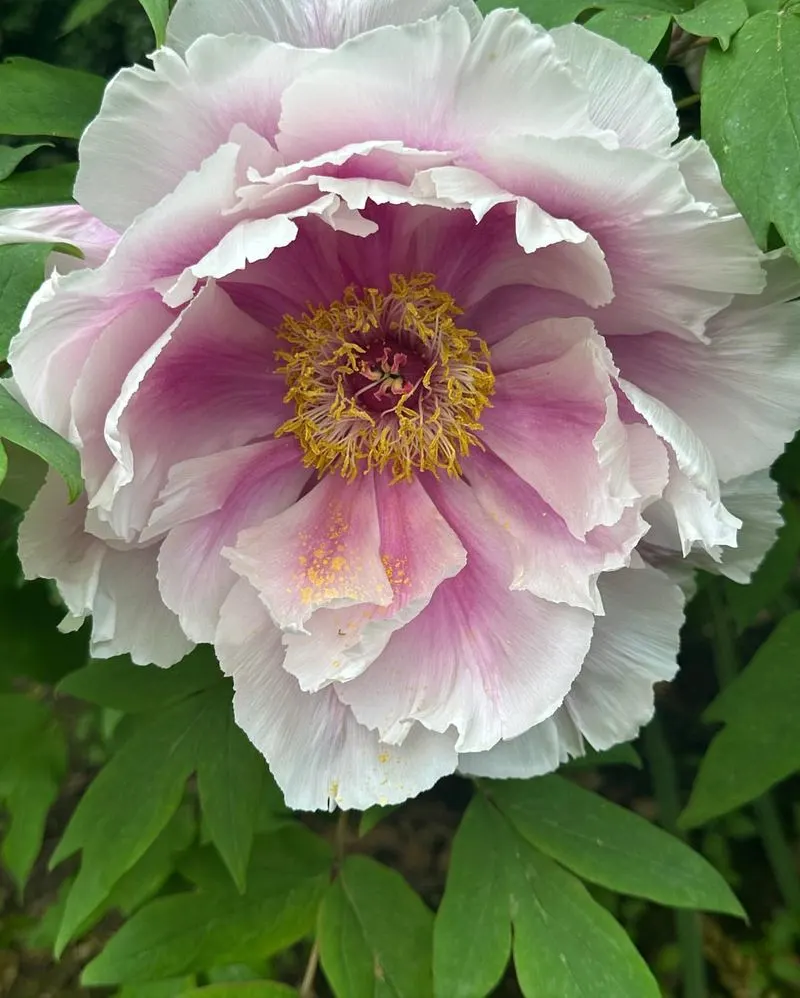 Peonies