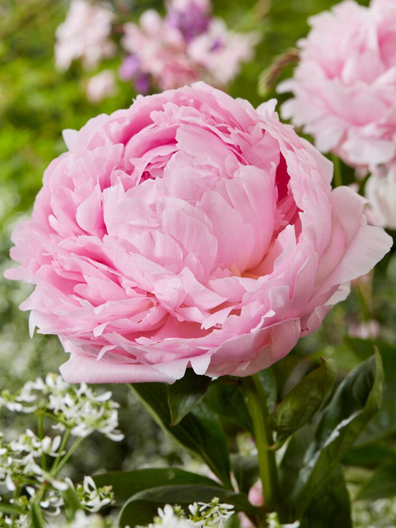 Peony