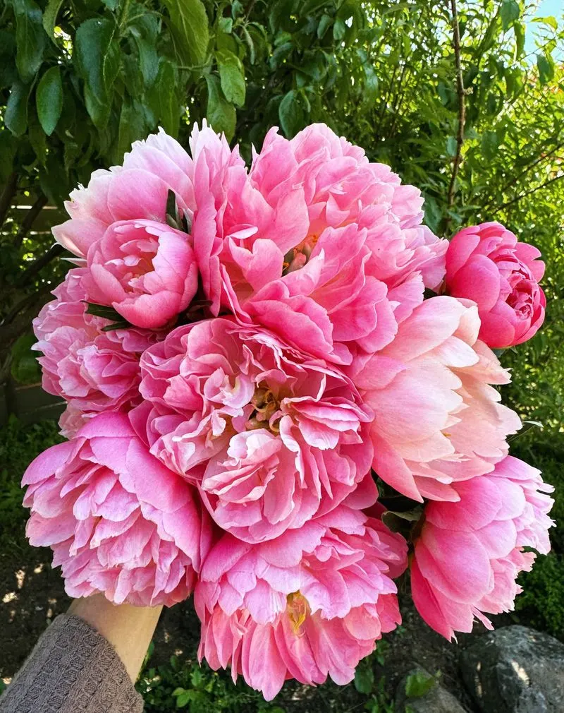 Peony (Paeonia)