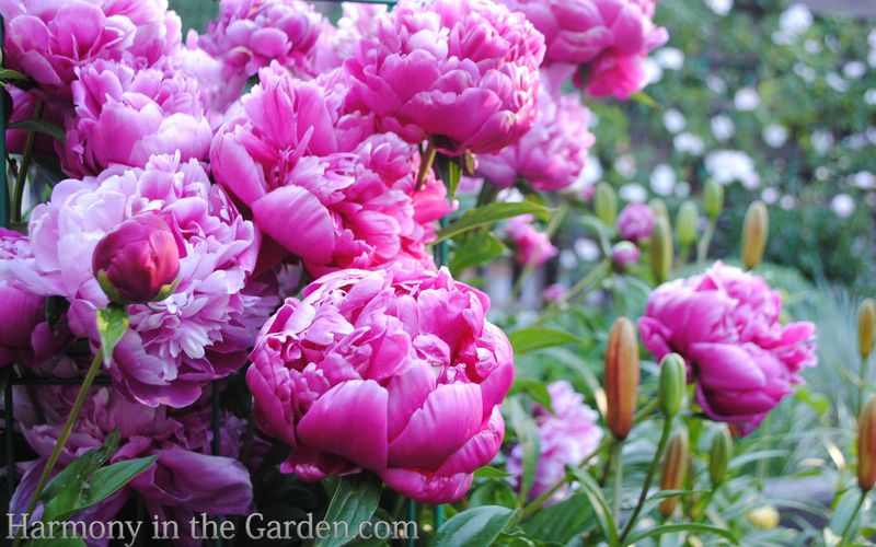 Peony and Boxwood