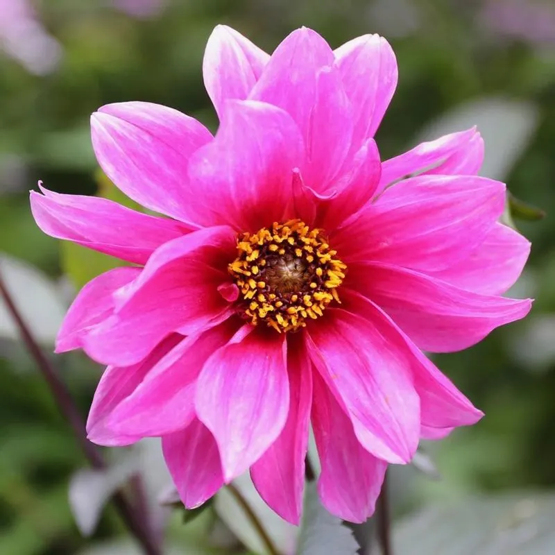 Peony-flowered Dahlia