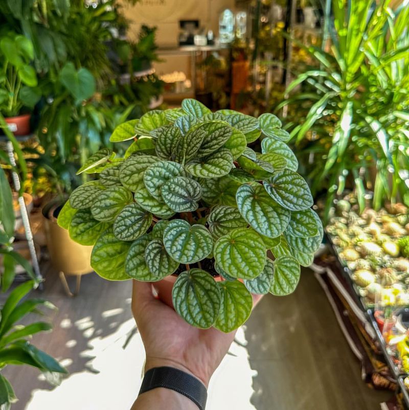 Peperomia (Peperomia spp.)