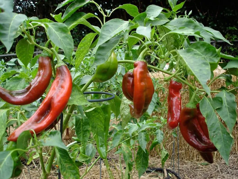 Peppers