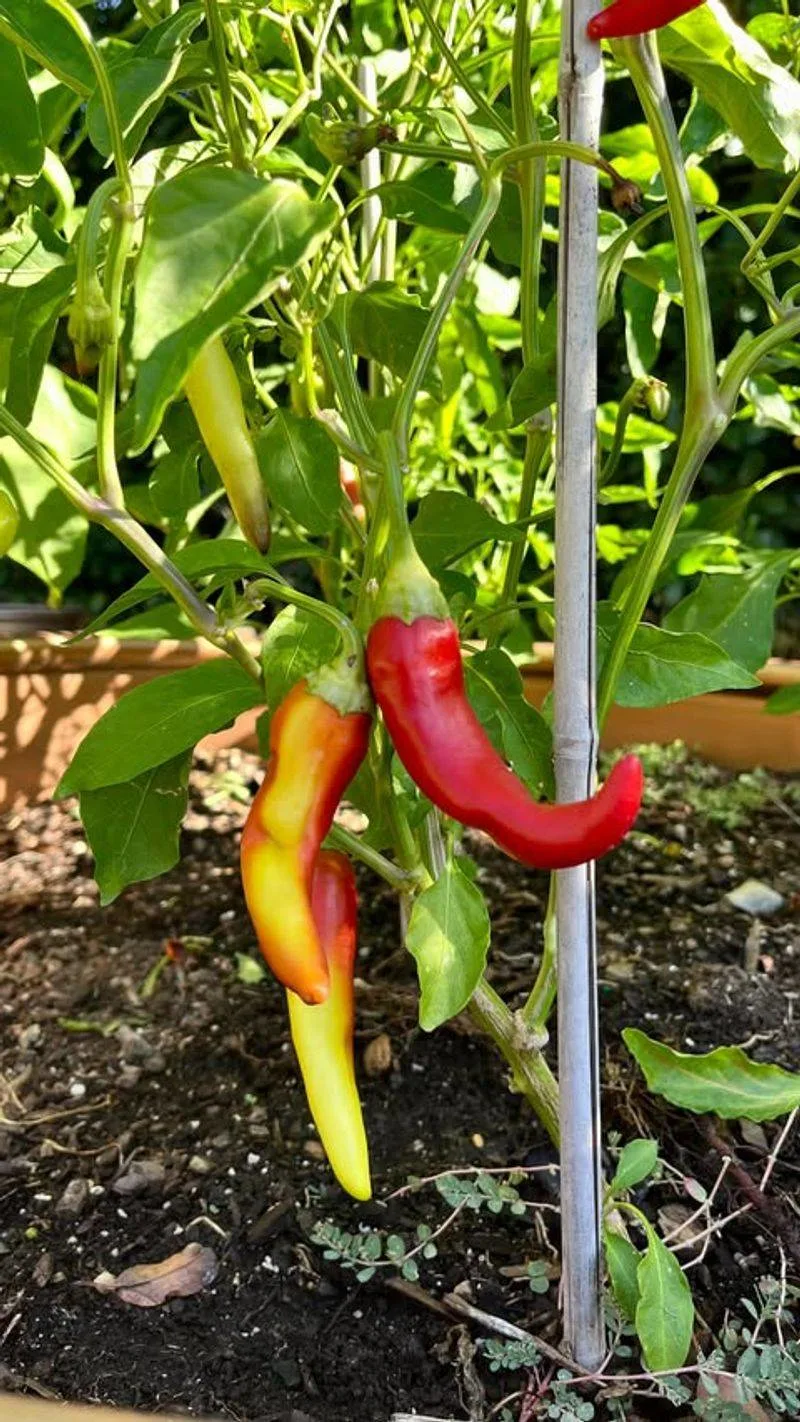 Peppers