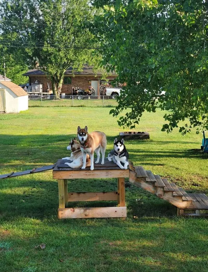 Pet Observation Decks