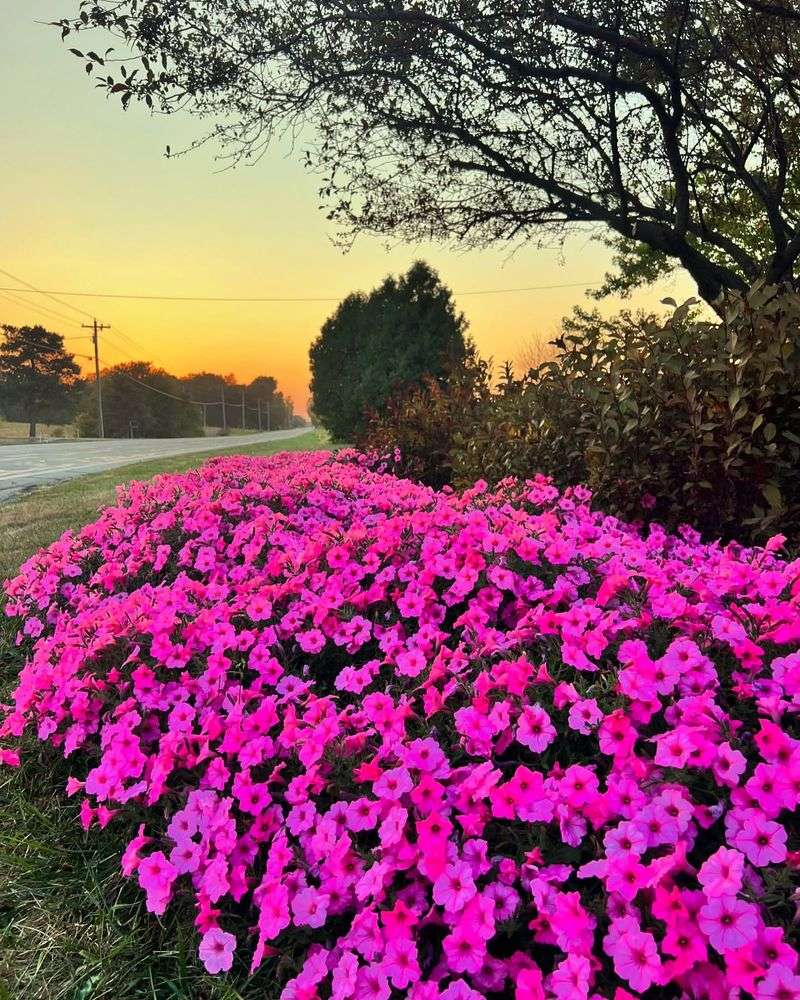 Petunias