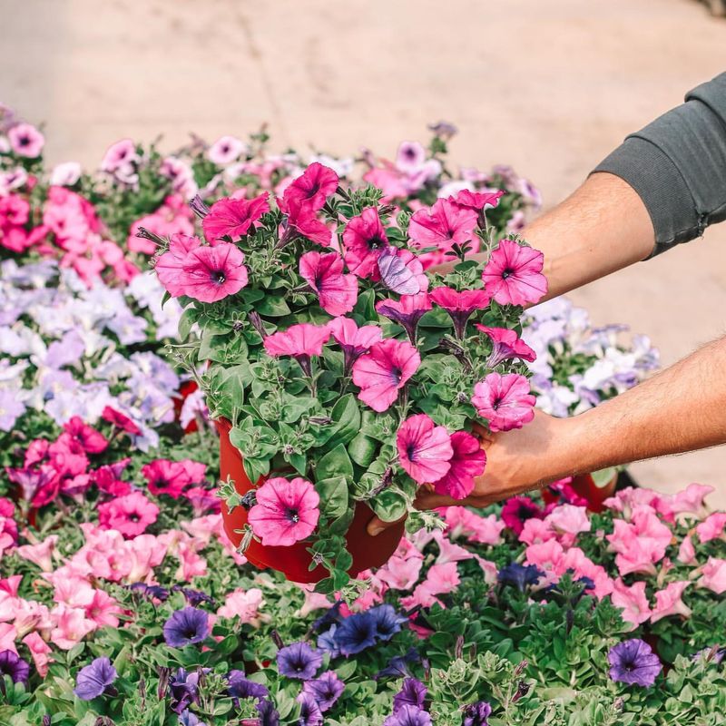 Petunias