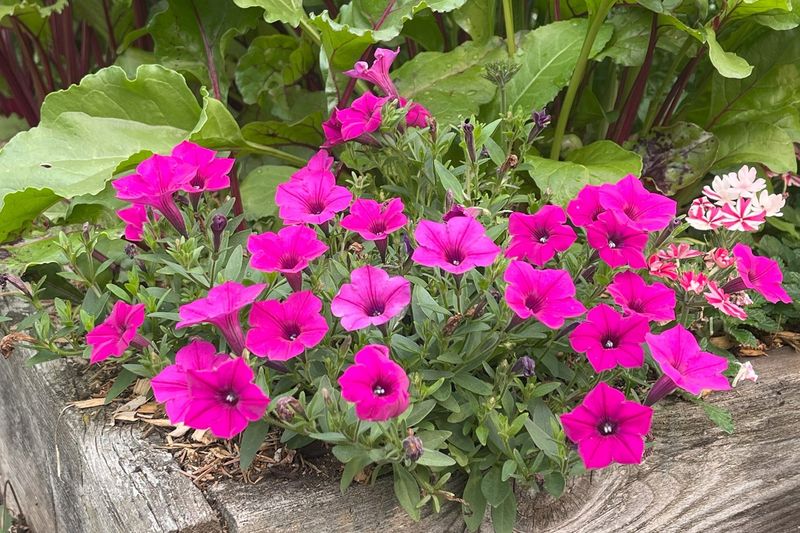 Petunias