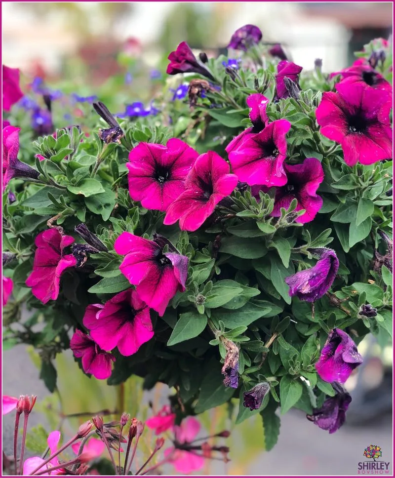 Petunias