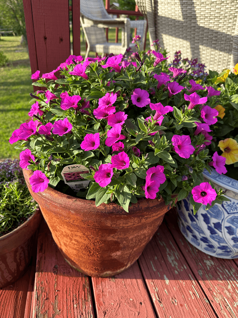 Petunias